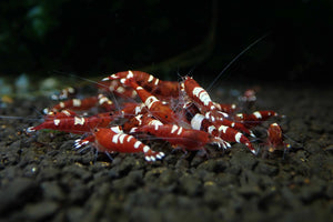 Red King Kong Shrimp