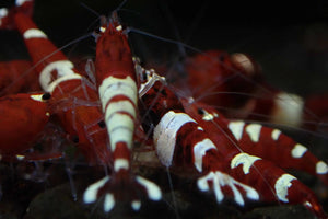 Red King Kong Shrimp