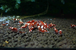 Red King Kong Shrimp