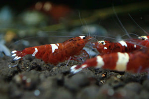 Red King Kong Shrimp
