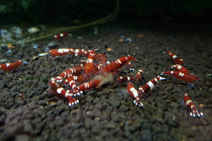 Red King Kong Shrimp