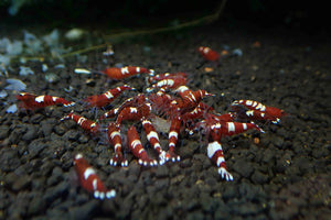 Red King Kong Shrimp