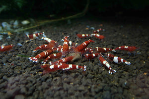 Red King Kong Shrimp