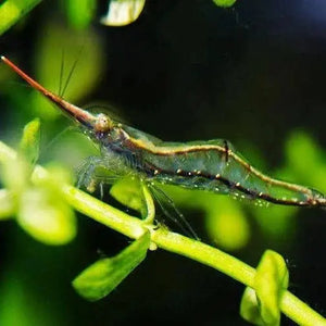 Red Nose Shrimp - Algae Eating Shrimp