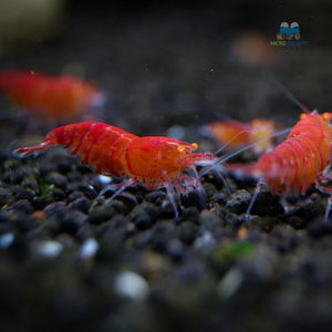 Red Orange Eyes Tiger Shrimp