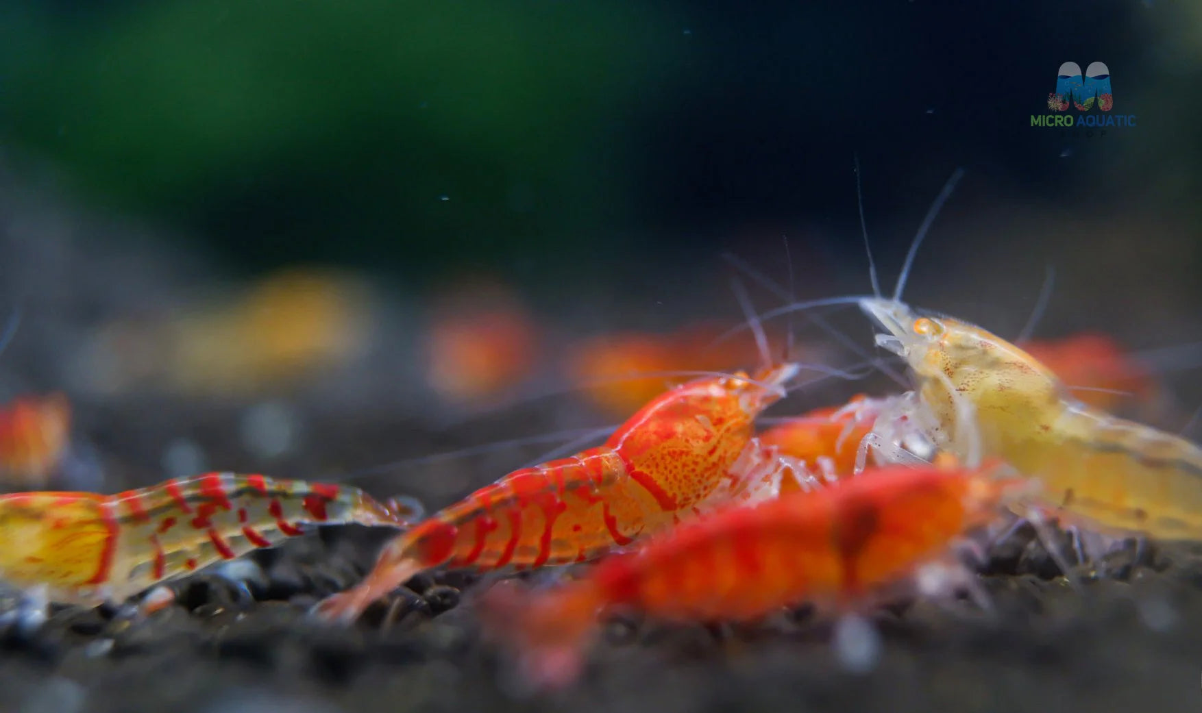 Red Orange Eyes Tiger Shrimp