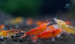Red Orange Eyes Tiger Shrimp