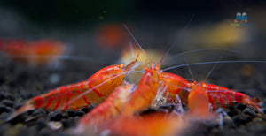Red Orange Eyes Tiger Shrimp