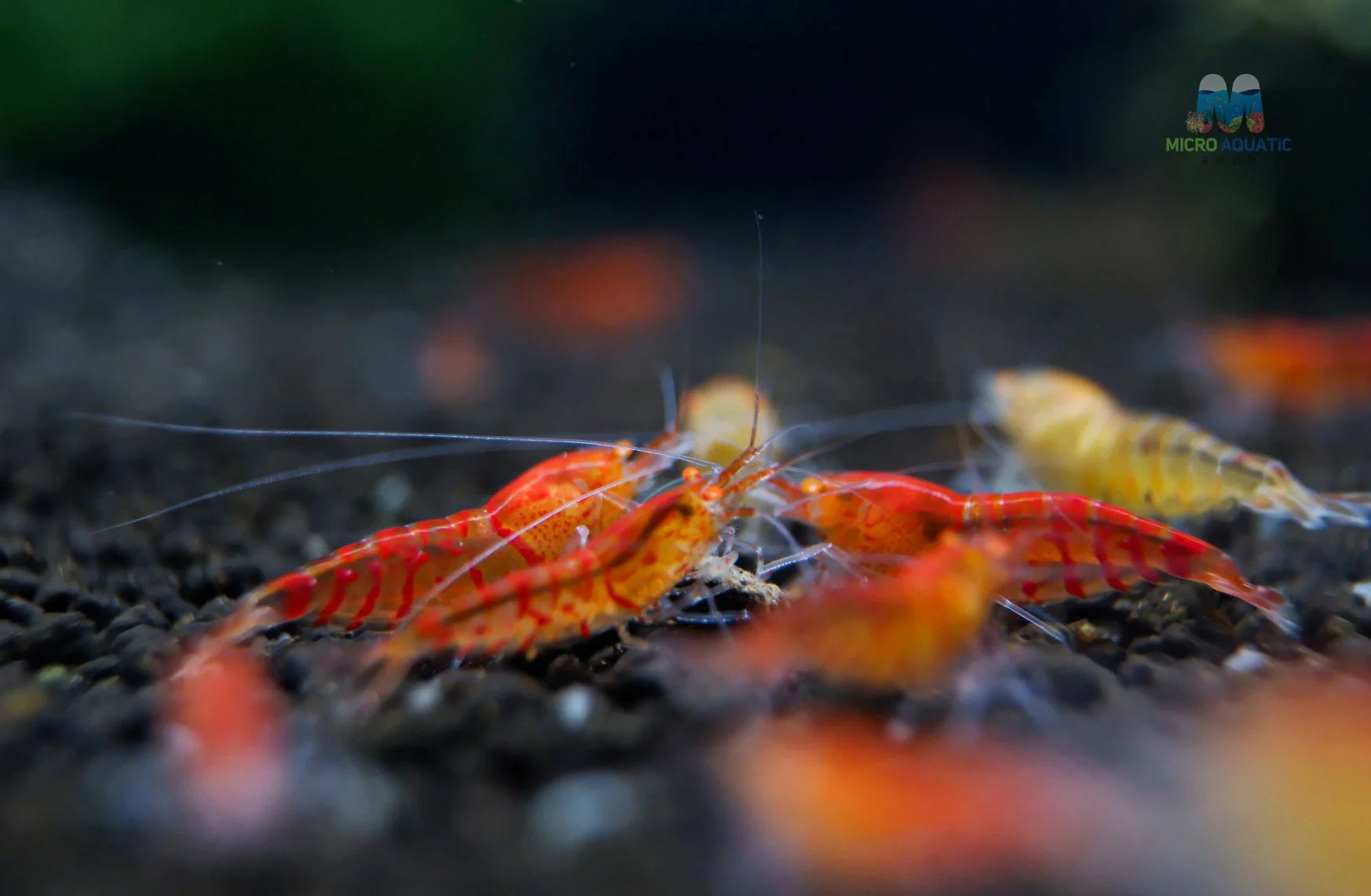 Red Orange Eyes Tiger Shrimp
