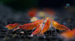 Red Orange Eyes Tiger Shrimp