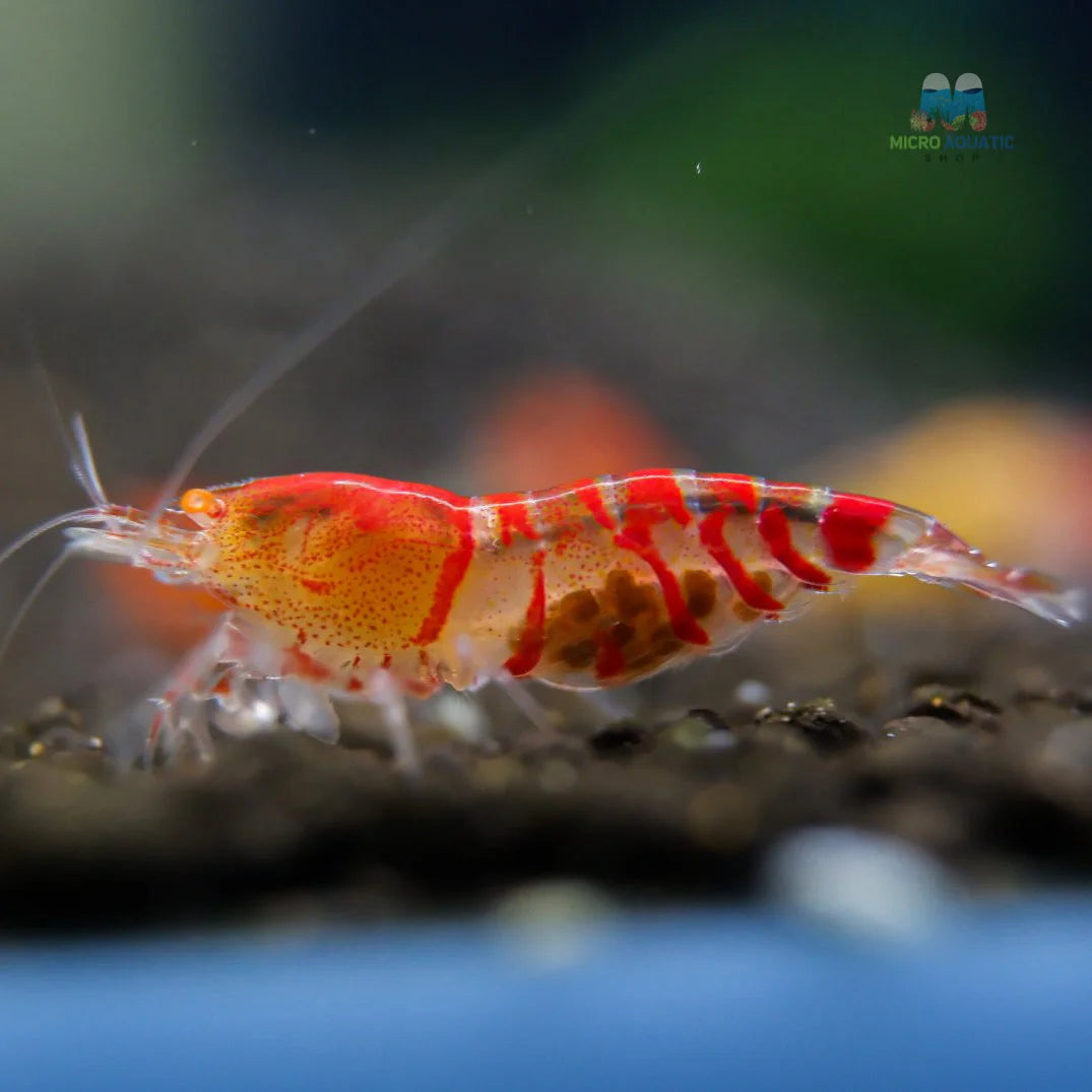 Red Orange Eyes Tiger Shrimp