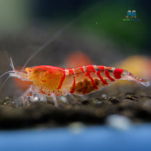 Red Orange Eyes Tiger Shrimp