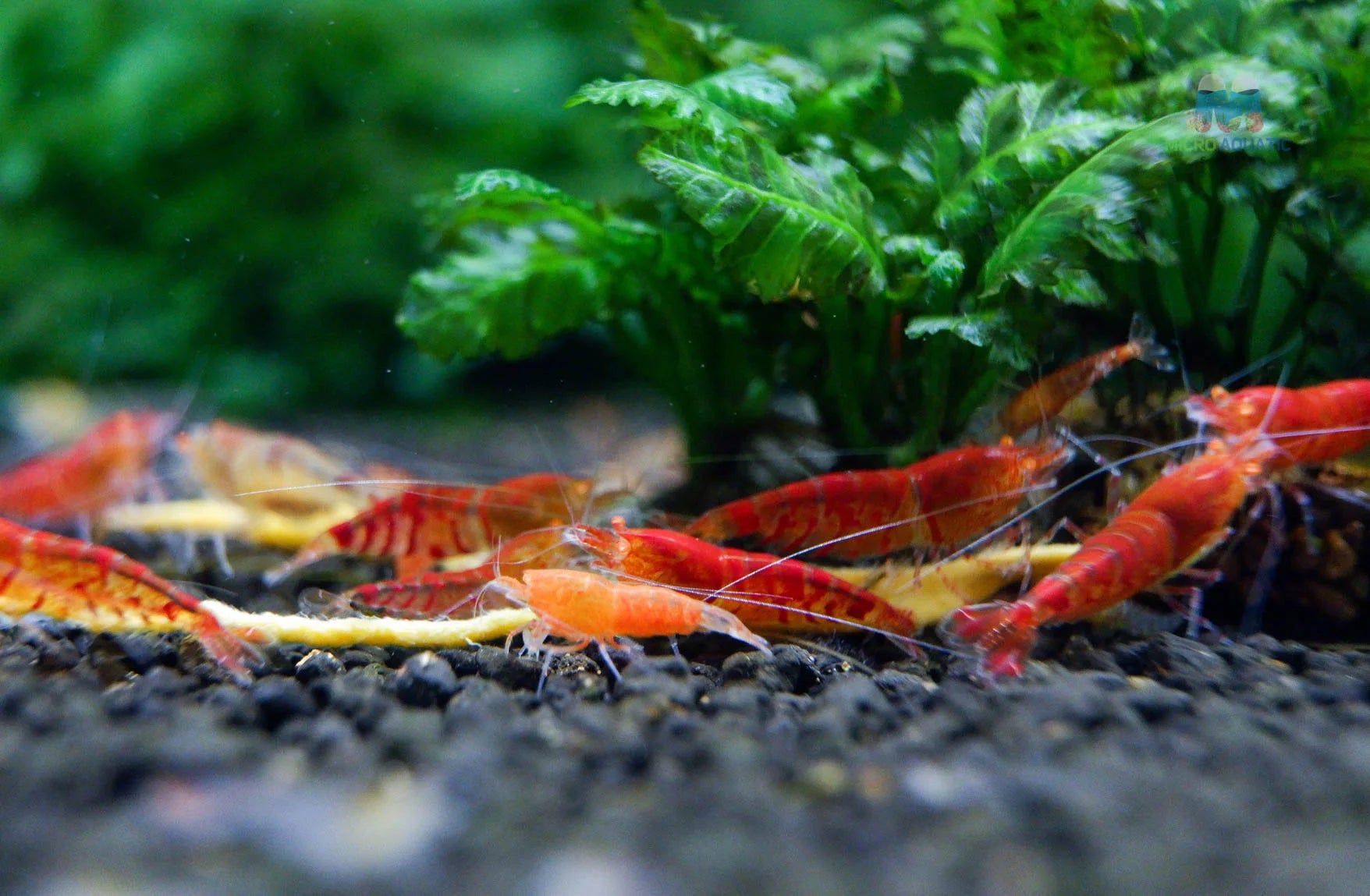 Red Orange Eyes Tiger Shrimp