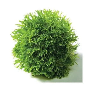 RICCIA TOPIARY BALLS