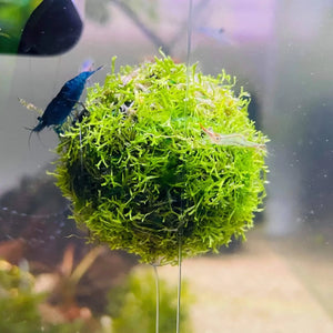 RICCIA TOPIARY BALLS