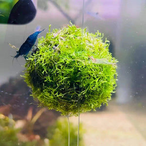 RICCIA TOPIARY BALLS