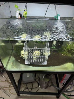 Aquarium Hanging Breeder Box – Clear Acrylic Tank Divider for Fish, Shrimp & Plants Micro Aquatic Shop