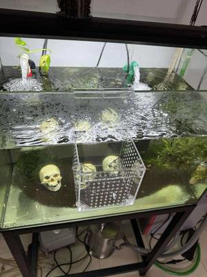 Aquarium Hanging Breeder Box – Clear Acrylic Tank Divider for Fish, Shrimp & Plants Micro Aquatic Shop
