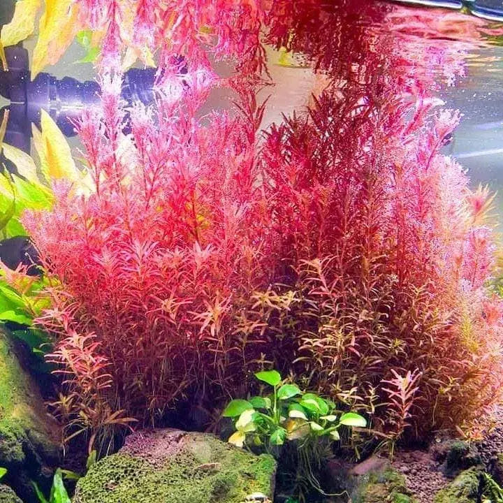 Rotala Rotundifolia - Rotala Blood Red - Rare