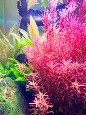 Rotala Rotundifolia - Rotala Blood Red - Rare