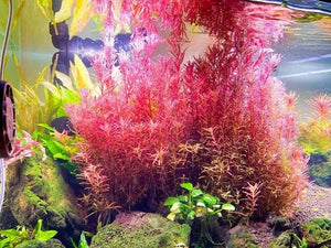 Rotala Rotundifolia - Rotala Blood Red - Rare