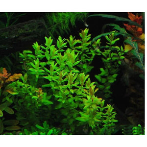 Rotala macranda green