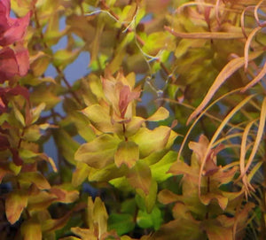 Rotala macranda green