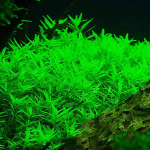 Rotala sp. Green