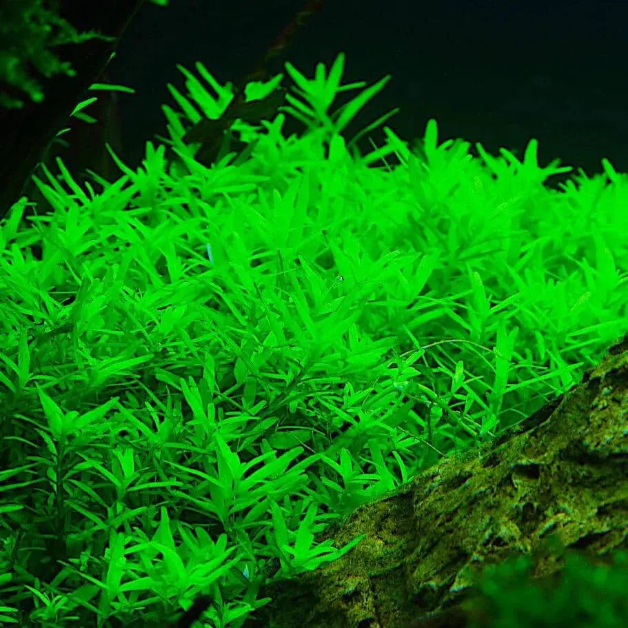 Rotala sp. Green