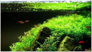 Rotala sp. Green