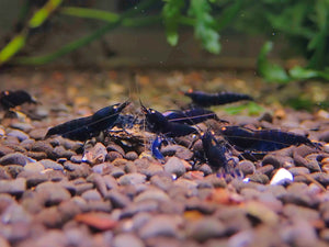 Orange Eyes Royal Tiger Shrimp