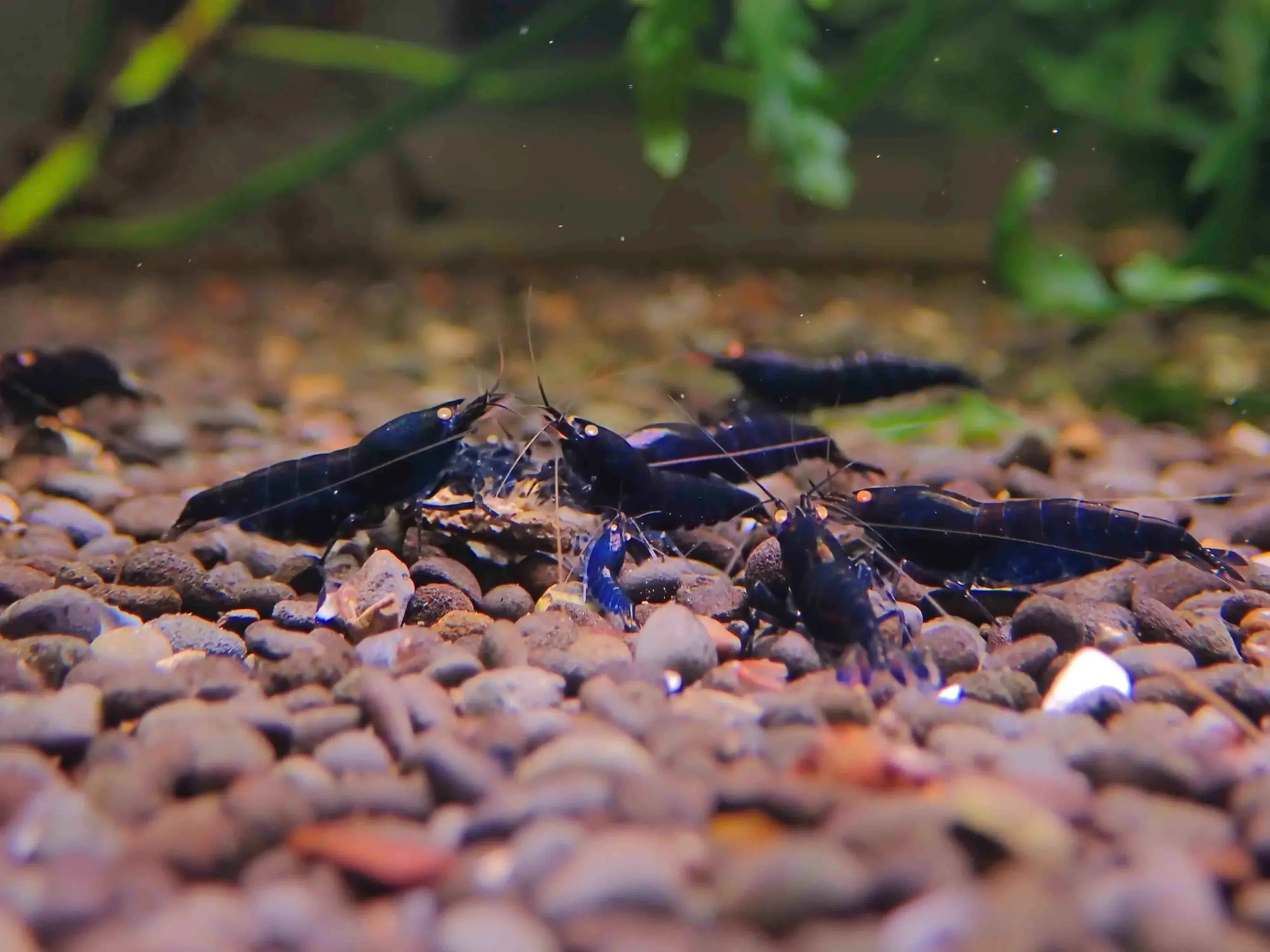 Orange Eyes Royal Tiger Shrimp