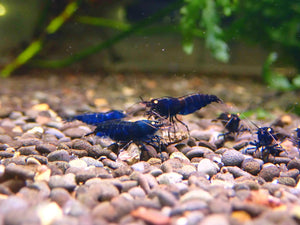 Orange Eyes Royal Tiger Shrimp