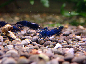 Orange Eyes Royal Tiger Shrimp