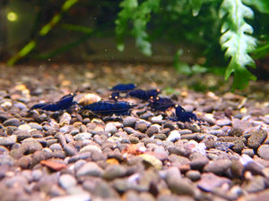 Orange Eyes Royal Tiger Shrimp