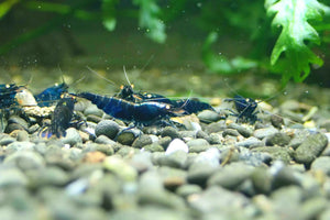 Orange Eyes Royal Tiger Shrimp