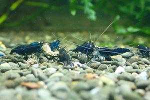 Orange Eyes Royal Tiger Shrimp