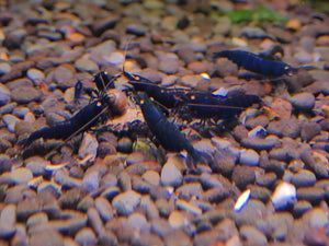 Orange Eyes Royal Tiger Shrimp