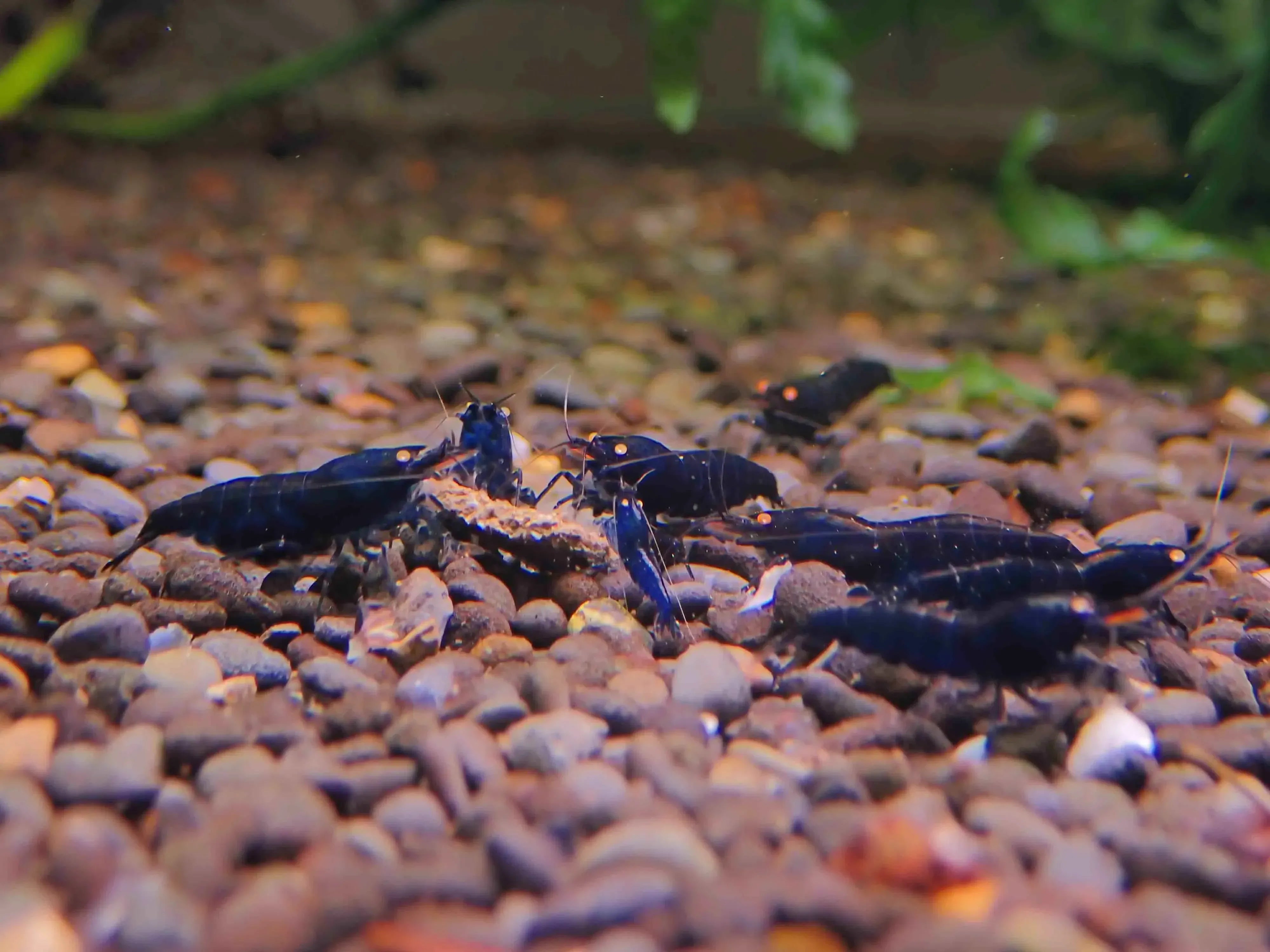Orange Eyes Royal Tiger Shrimp