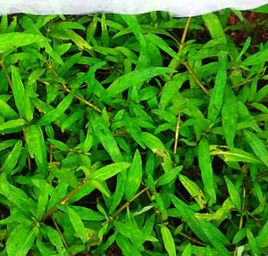 Staurogyne repens Porto Velho