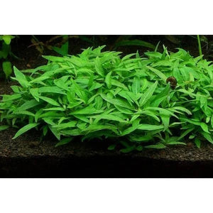 Staurogyne repens Porto Velho