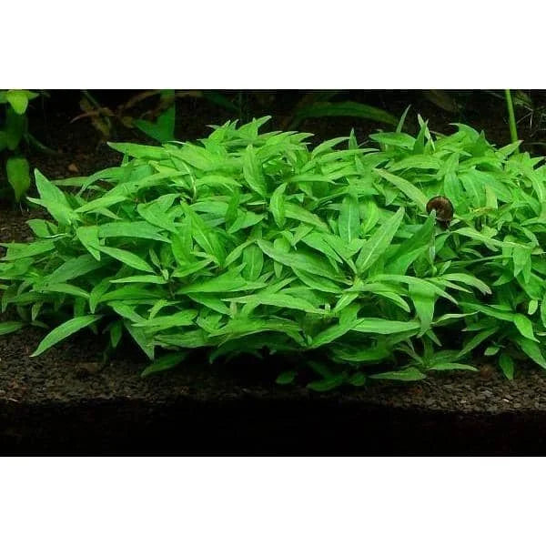 Staurogyne repens Porto Velho