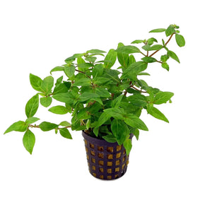 Staurogyne repens Porto Velho