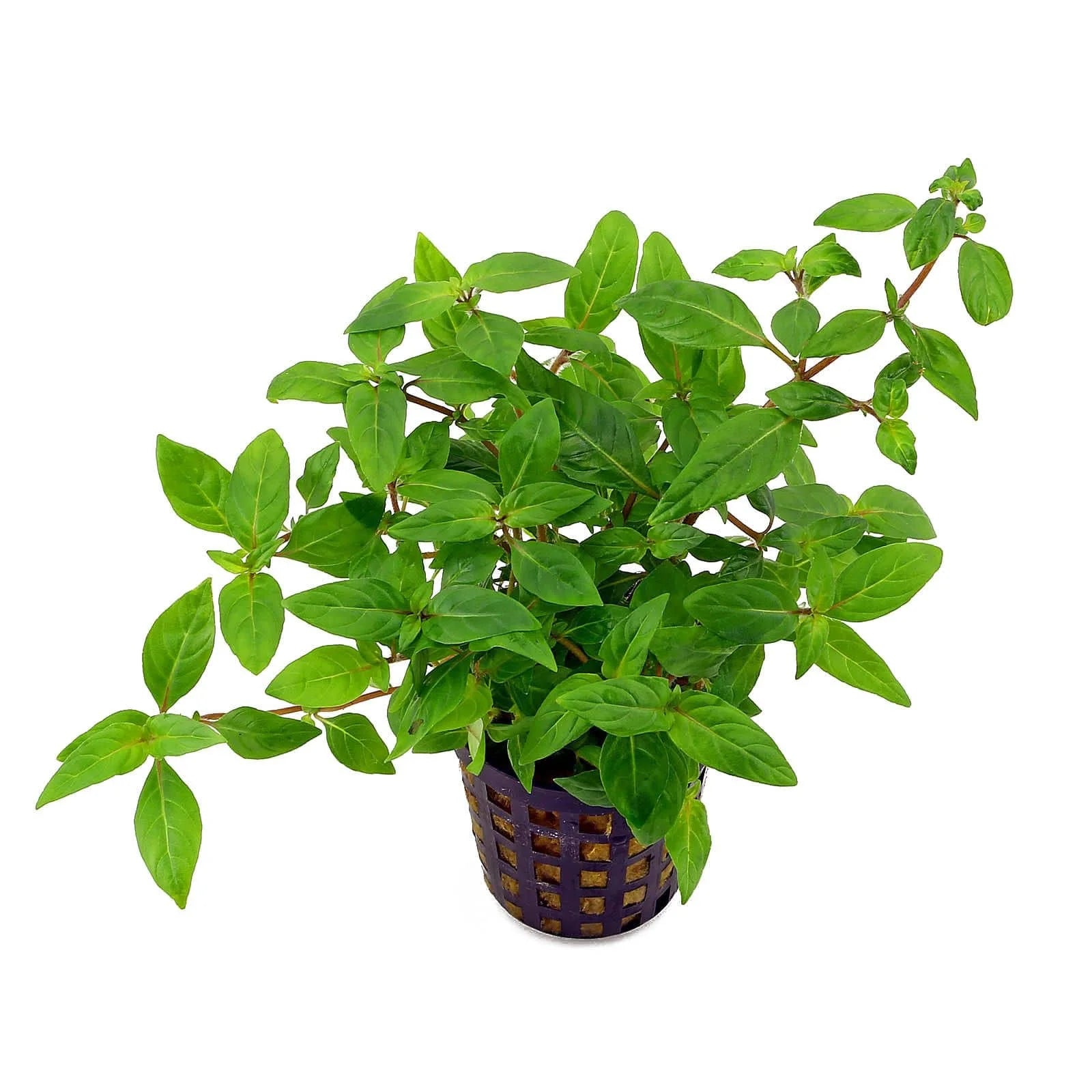 Staurogyne repens Porto Velho