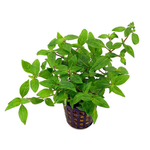 Staurogyne repens Porto Velho