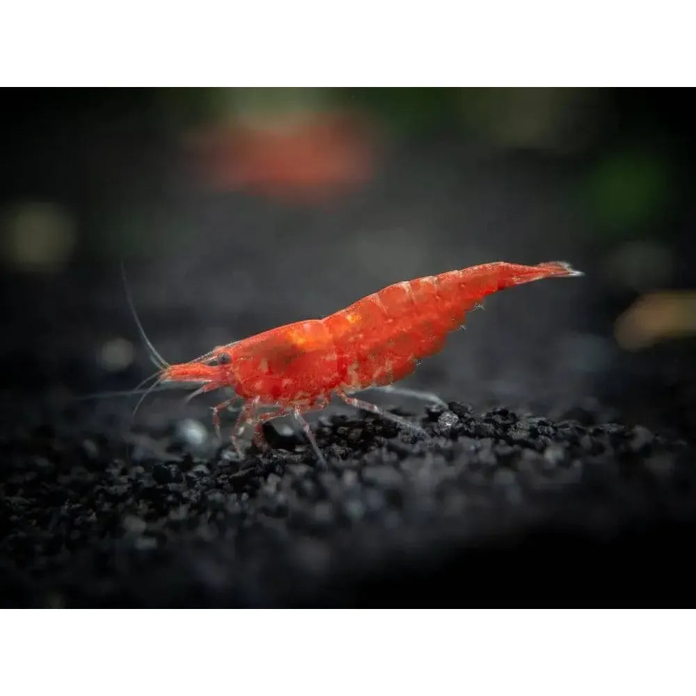 Sakura Red Cherry Shrimp