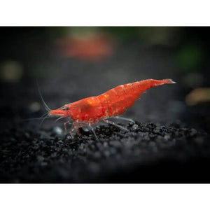 Sakura Red Cherry Shrimp