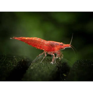 Sakura Red Cherry Shrimp