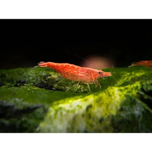 Sakura Red Cherry Shrimp