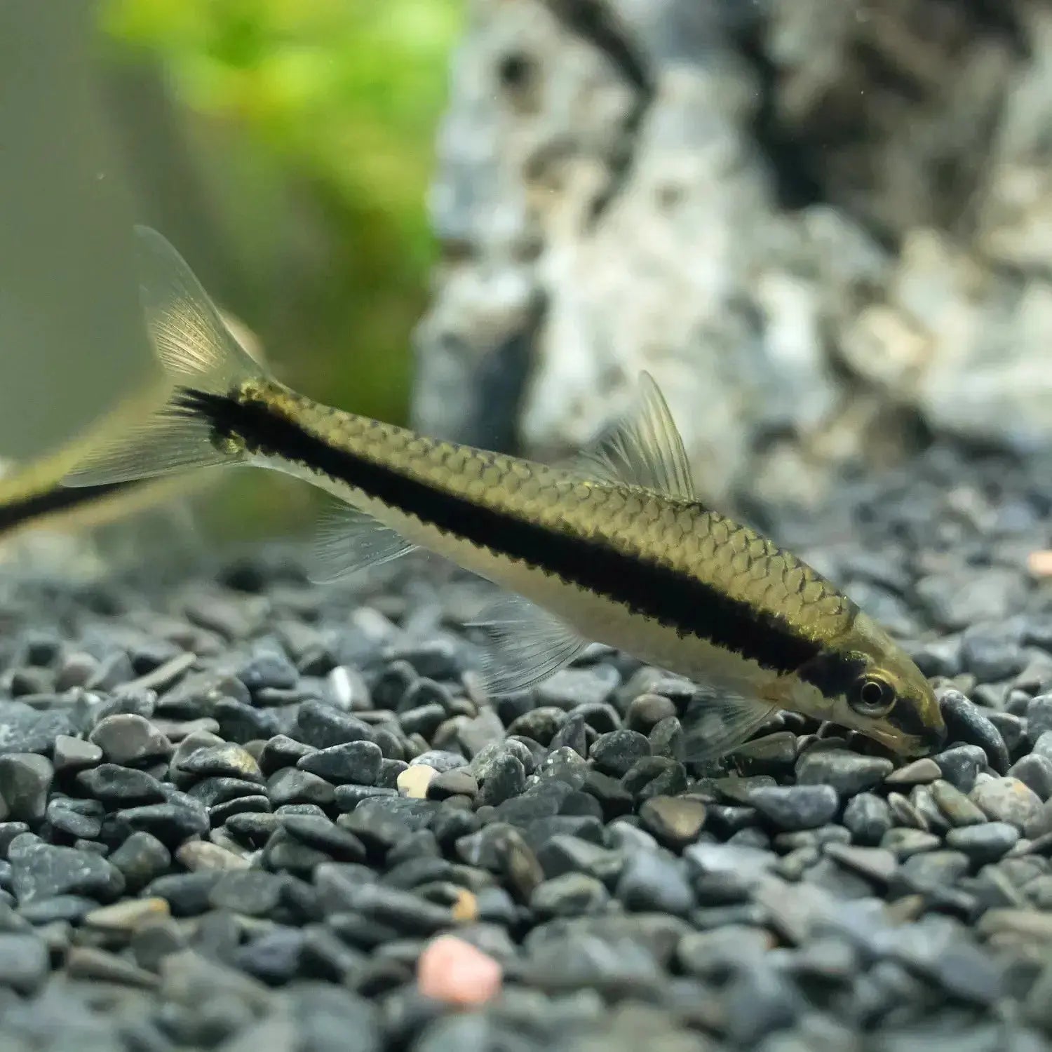 Siamese Algae Eater - Crossocheilus oblongus